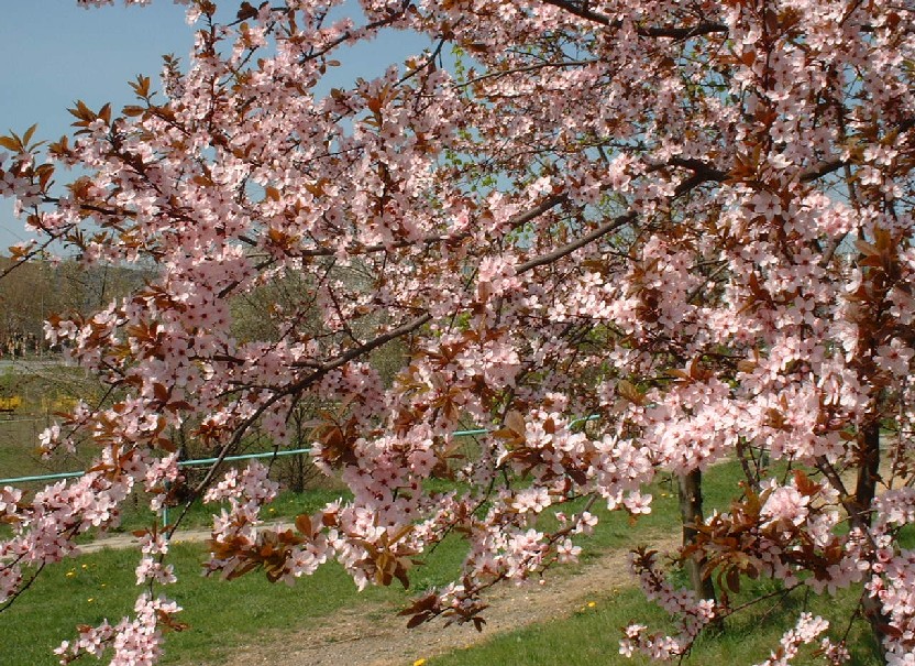 Wiosna 2003